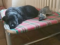 Polo erschöpft auf dem Liegebett nach dem grossen Abenteuer am Bach