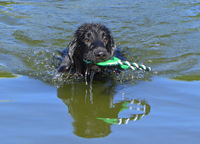 Billy schwimmt! - Ferien im Engadin