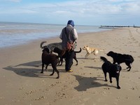 Strandbesuch von einem Irish Wolfhound