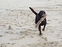 Gero mit Strandgut