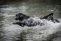 Taiga - Sprung ins Wasser