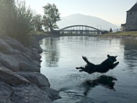 Tino - Sprung ins Wasser