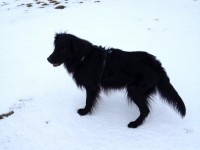 Jasper im Schnee