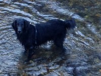 Jasper im Wasser