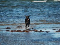 Jokke am Meer