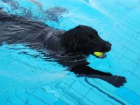 Splashing Water's Jammy Fellow Joe - genannt Jokke