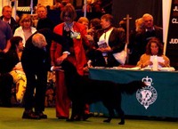 Fargo an den Crufts