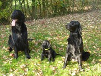 Mit Papa Shadow und Mama Fancy