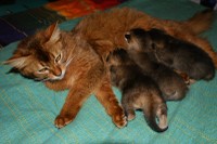 die 3 Kitten sind jetzt bereits 2 Wochen alt!