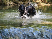 ... eindeutig Splashing Water's Hünd!