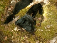 Verrenkungen im Wald