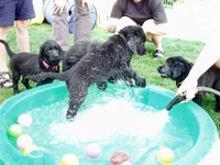 Wasserspeiende Schlange