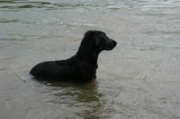 Joya im Wasser