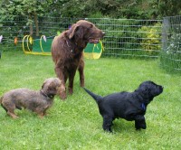 Besuch von Tiraz und Joopie