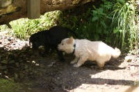 während Memphis und Rona unter der Brücke rumschnüffeln!