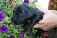 Miss Turquoise