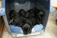zum schlafen kriechen wir in den Kennel.