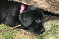 Ella