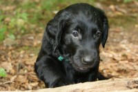 Merlin
