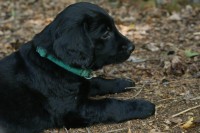 Merlin