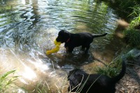 immer wieder holt die Ella den Kong aus dem Wasser ...