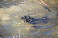 Oris schwimmt allen davon!