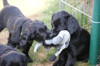 ... geht ruhig auf die Jagd - wir vergnügen uns mit dem kleinen Esel!