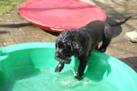 apportieren aus dem Wasser geht auch!