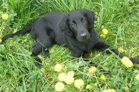 Onyx auf Blumenwiese