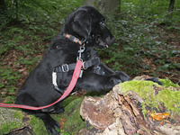 dann klettert er noch etwas im Wald herum