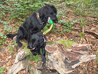 Pinia + Jaymee beim gemeinsamen Spaziergang im Wald