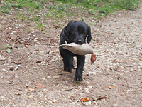 ... fast wie die Grossen auf der Jagd!