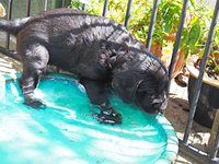 das Wasser wäre eigentlich zum trinken da!