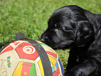 ... und auch Fussball spielen!