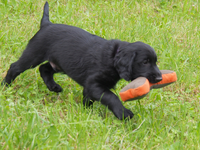 Percy hat den Knochen-Dummy perfekt in den Fang genommen!