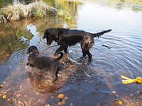 Pongo folgt Jaymee ins seichte Wasser