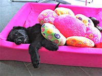 sein neues Pink-Sofa ...