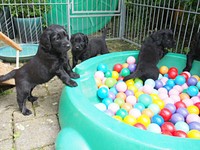 supi - wieder ein neues Spielgerät mit vielen bunten Kugeln drin!