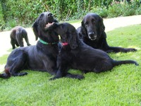 Jaymee, Kaylah + Quincy spielen im Garten mit Dublin