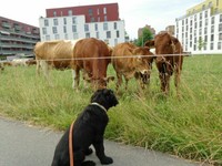 Mambo beobachtet die Kühe