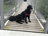 ... über die Hängebrücke von Auenstein nach Rupperswil