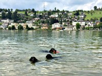 schwimmen im Zürisee bei Schmerikon