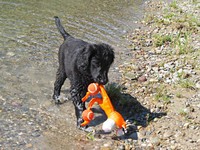 Kaylah holt auch den Tiger aus dem Rhein!