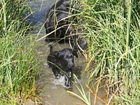 ... und auch für ein kühles Bad im Weiher!