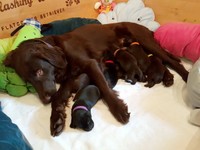 heute gab's ein paar neue Kuschelkissen