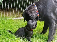 Tante Kaylah will auch mit den Welpen spielen!