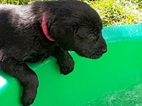 die ersten mutigen Welpen erkunden bereits den Pool - upps, das spritz ja!