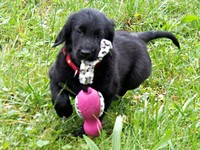 Lucy schnappt sich die kleine pinkige Gummiente!