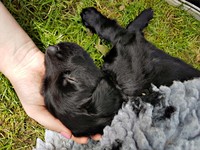 schlafen können sie in jeder Position!