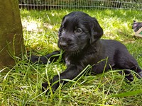 ... während dem sich ein anderer unter den Baum in Schatten legt!